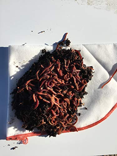 NaturesGoodGuys Live Redworms Composting Red Worms - 2100 Red Wigglers