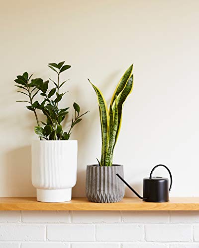 Indoor Watering Can - Matte Black Metal - 44oz or 1.3L - Long Spout for Easy Houseplant Watering